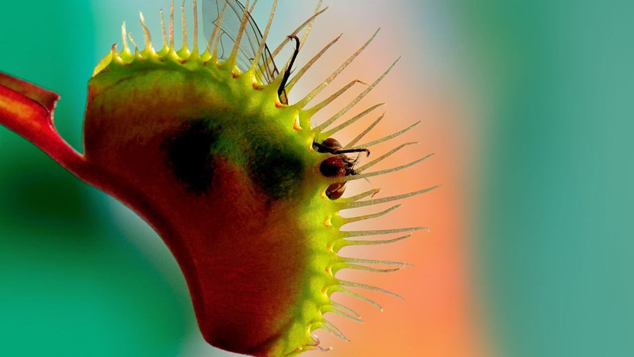 Венерина Дионея