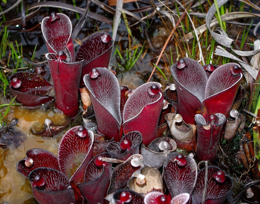 Гелиамфора растение