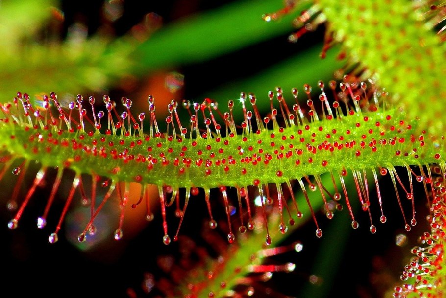 Росянка южноафриканская