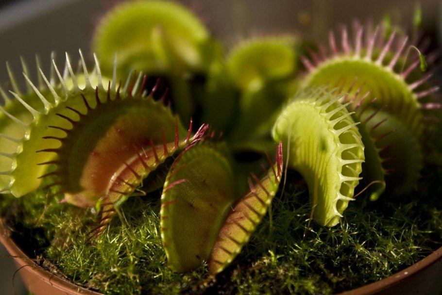 Венерина мухоловка гигантская