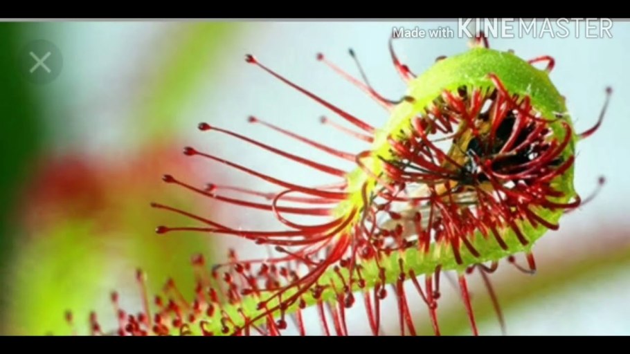 Росянка фильм