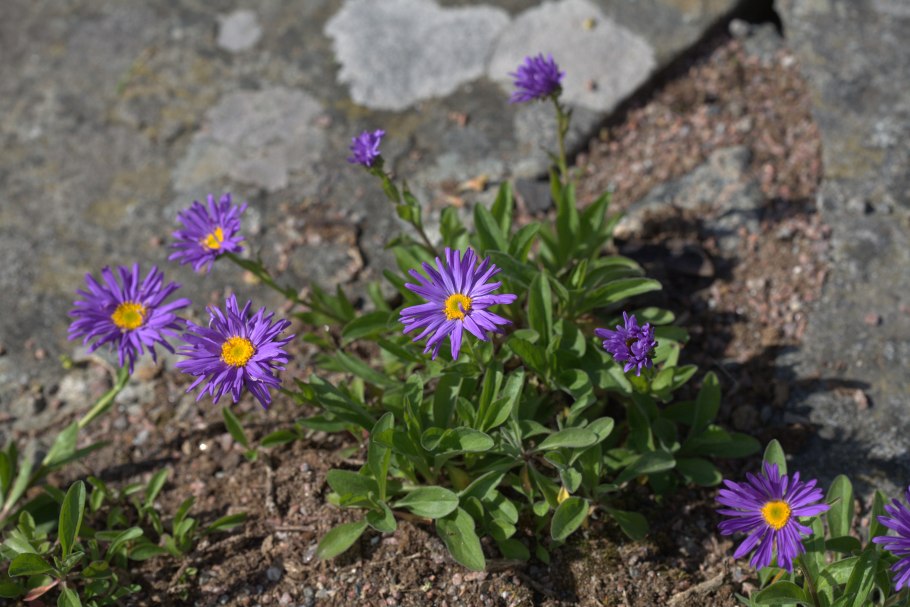 Астра Aster Alpinus dunkle schöne