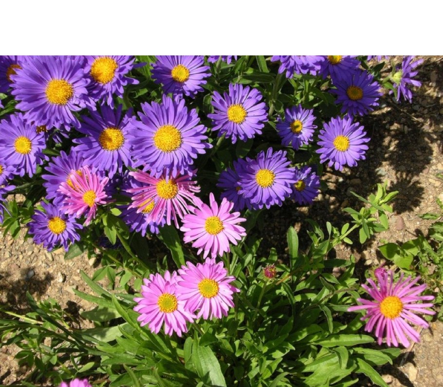 Астра узколистная