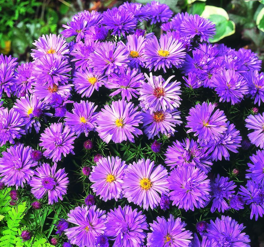 Астра Альпийская (Aster Alpinus)
