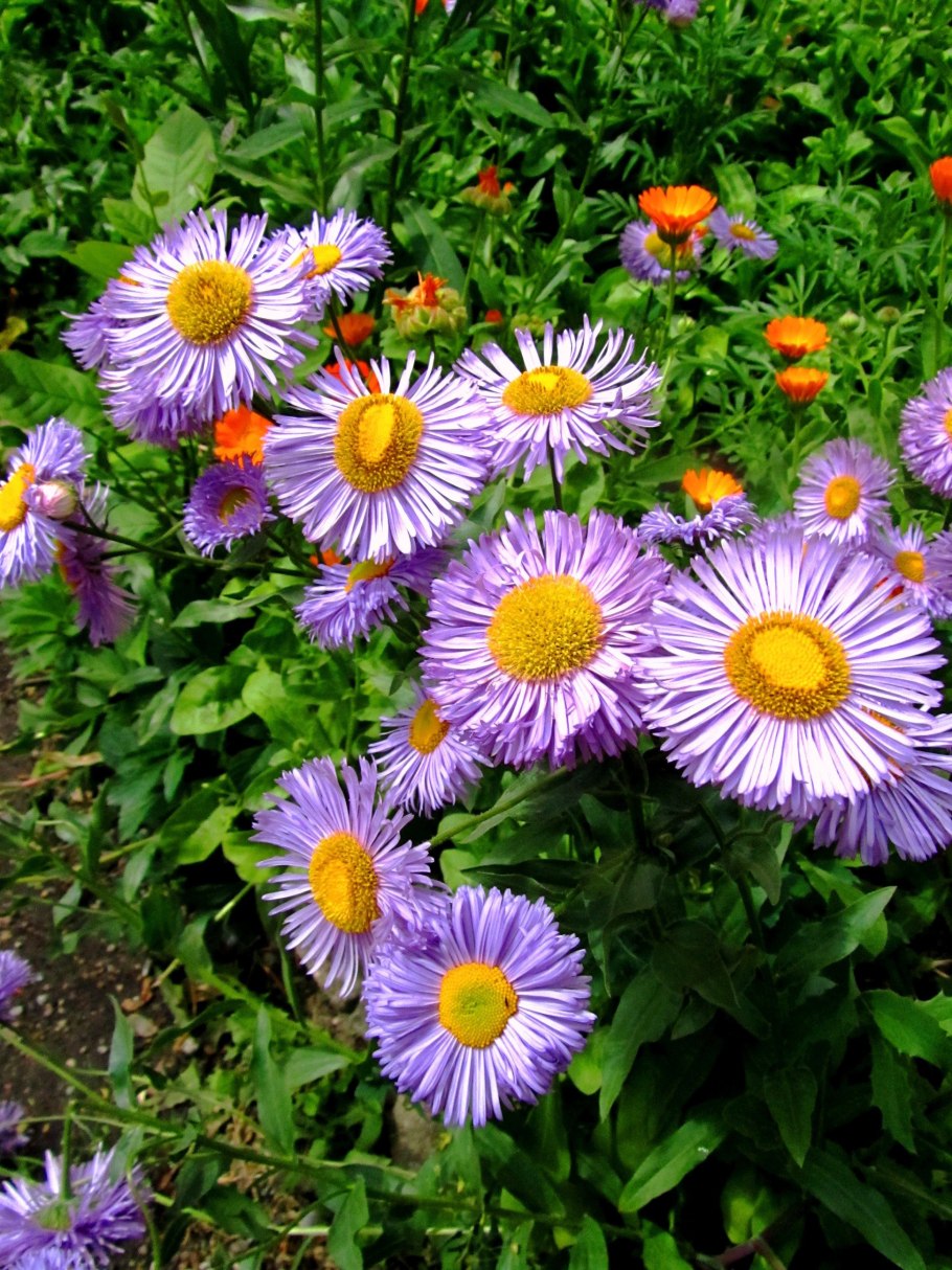 Астра Альпийская