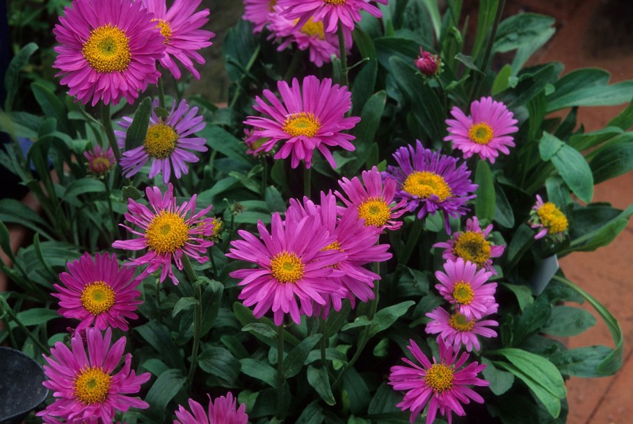 Астра Альпийская (Aster Alpinus)