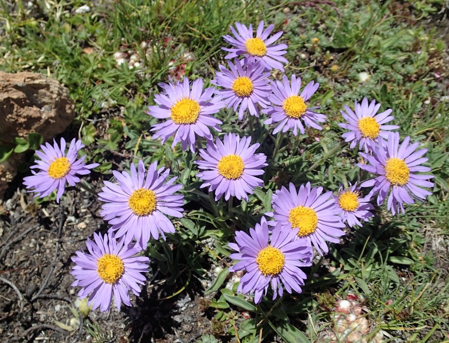 Астра Альпийская (Aster Alpinus) ‘Glory’