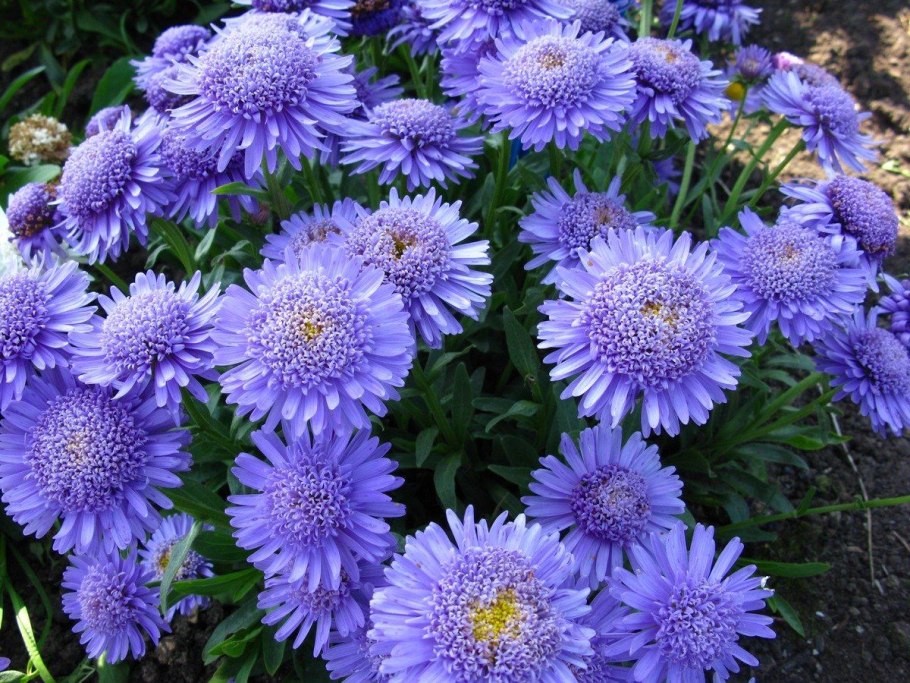 Астра Альпийская Альбус