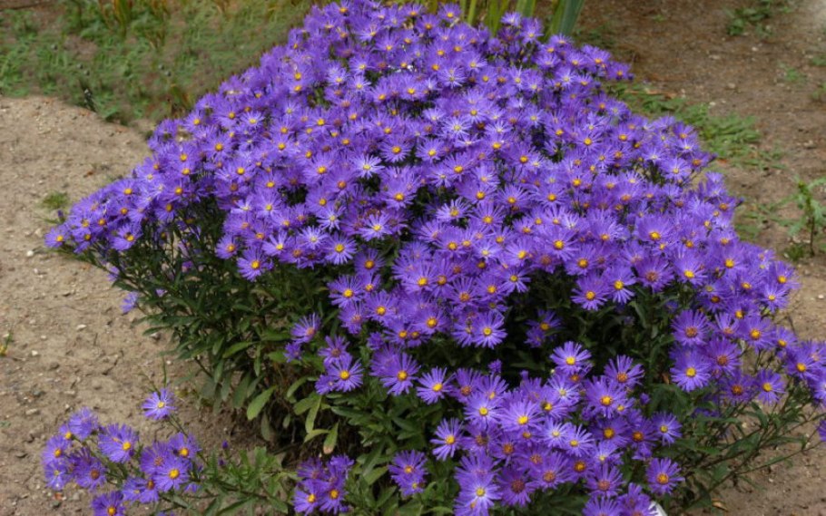 Астра Альпийская (Aster Alpinus) ‘Glory’