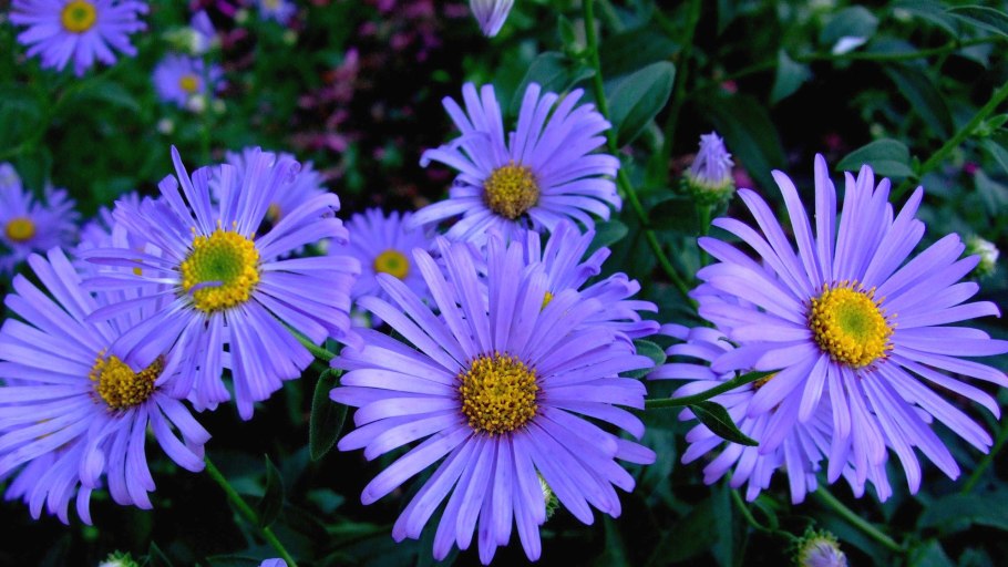 Астра кустарниковая Блю Лагуна