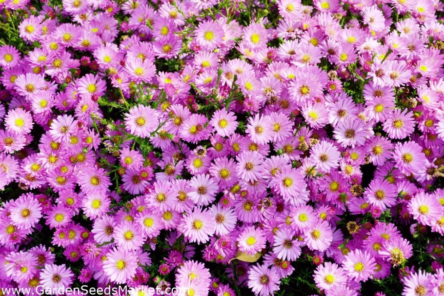 Астра Альпийская Блуе