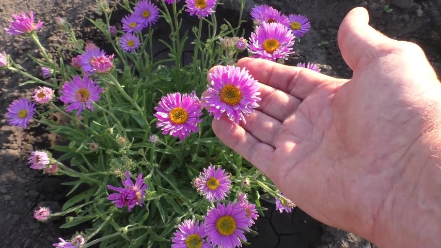 Астра Альпийская (Aster Alpinus &#96;Albus&#96;)