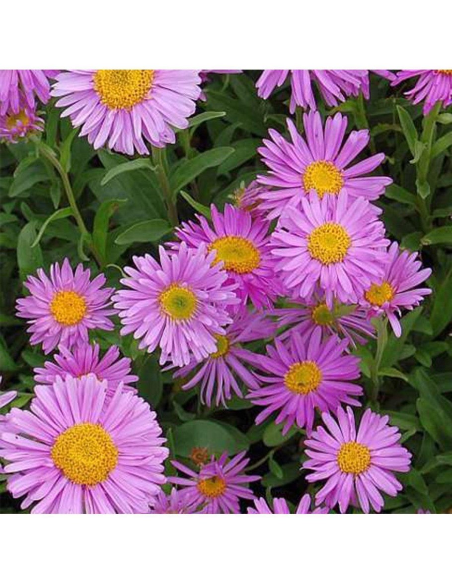 Астра сиреневое пламя