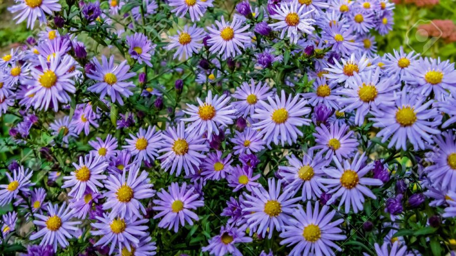 Астра Альпийская блонди