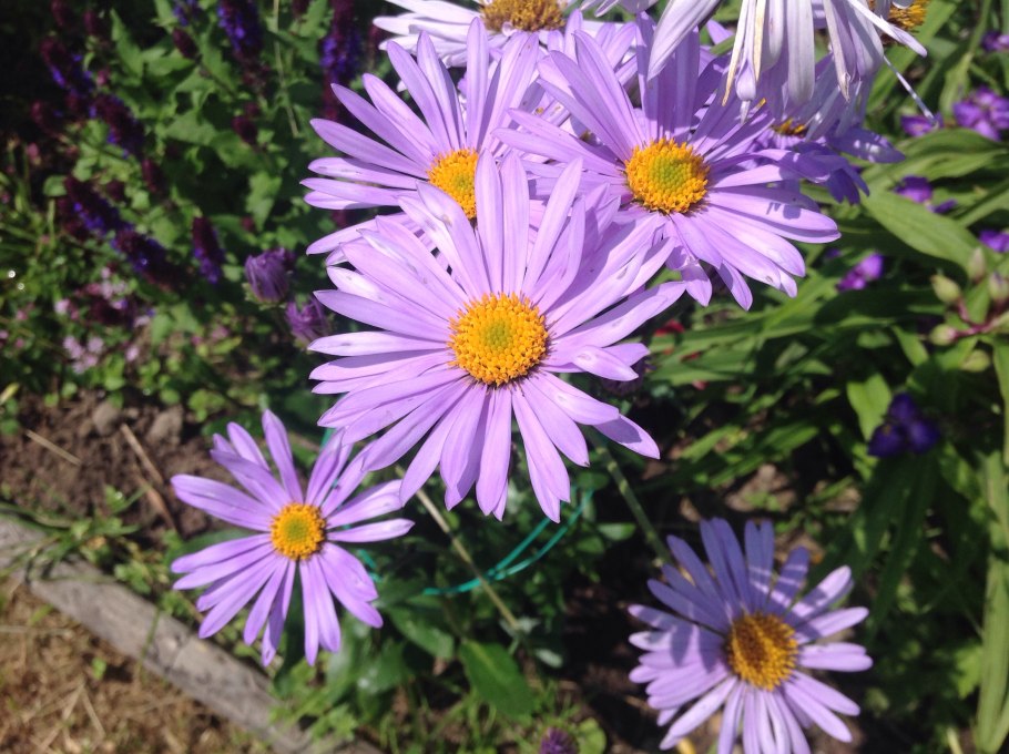 Астра Альпийская Голиаф