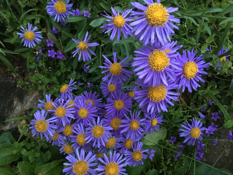 Symphyotrichum dumosum