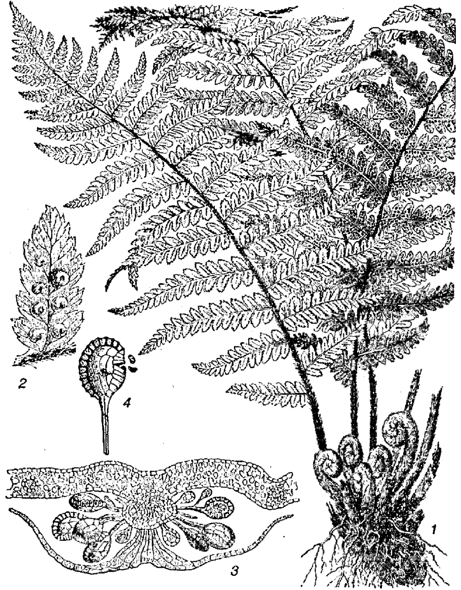 Папоротник Athyrium