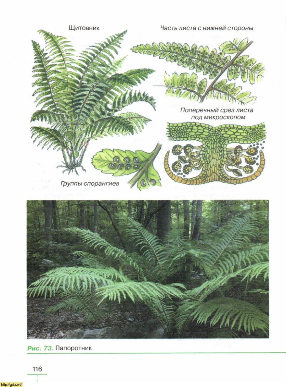 Dryopteris filix-mas