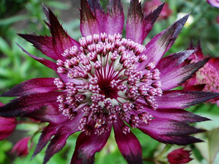 Астранция крупная (Astrantia Major)