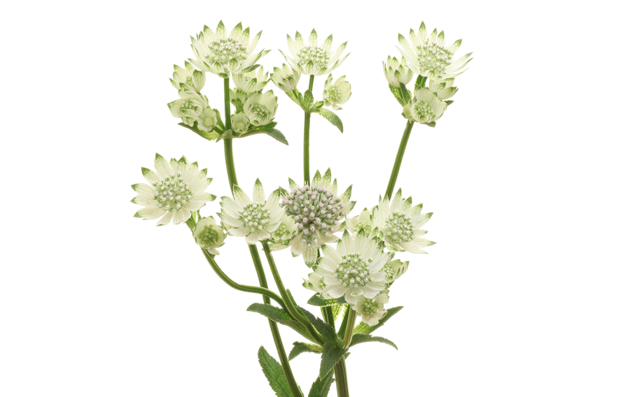 Астранция розовая симфония