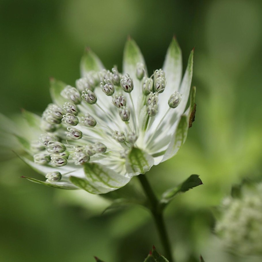 Astrantia Major Alba