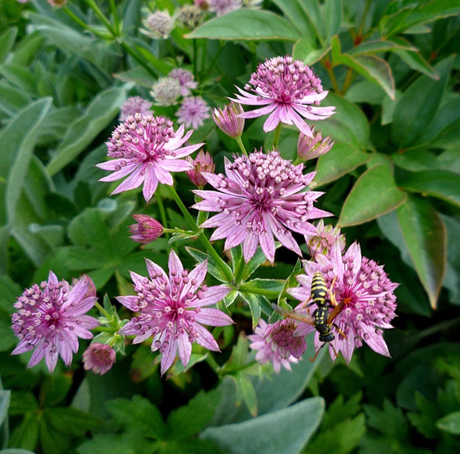 Астранция Примадонна