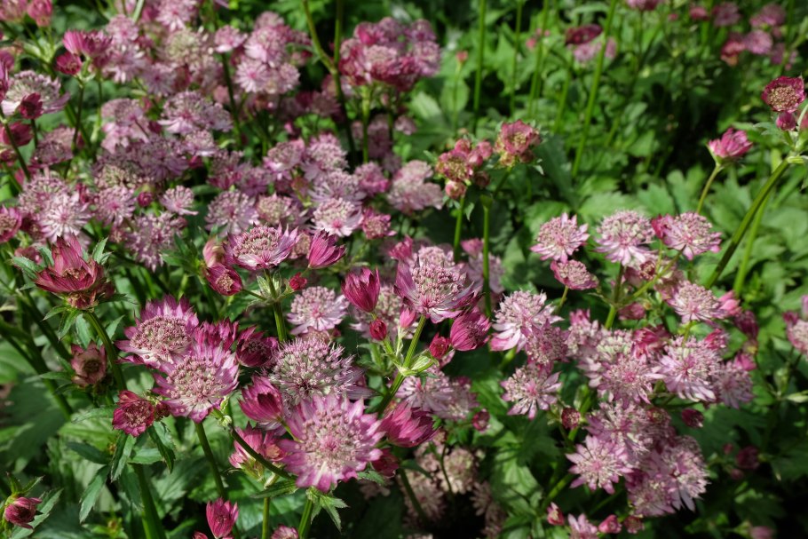 Astrantia Red срезка