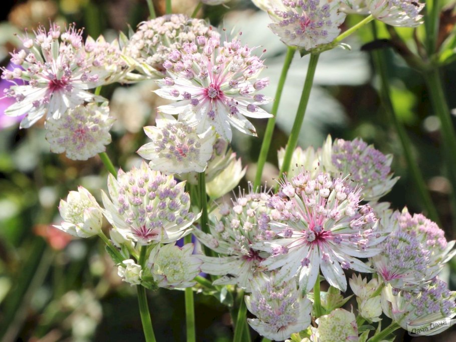 Астранция Розеа