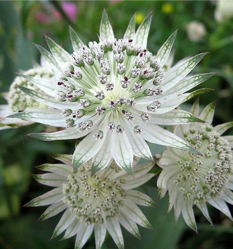 Astrantia Major Primadonna