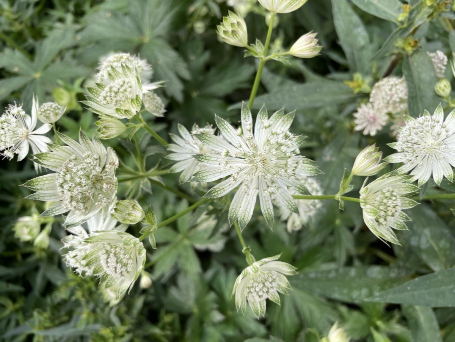 Астранция крупная Руби Клауд