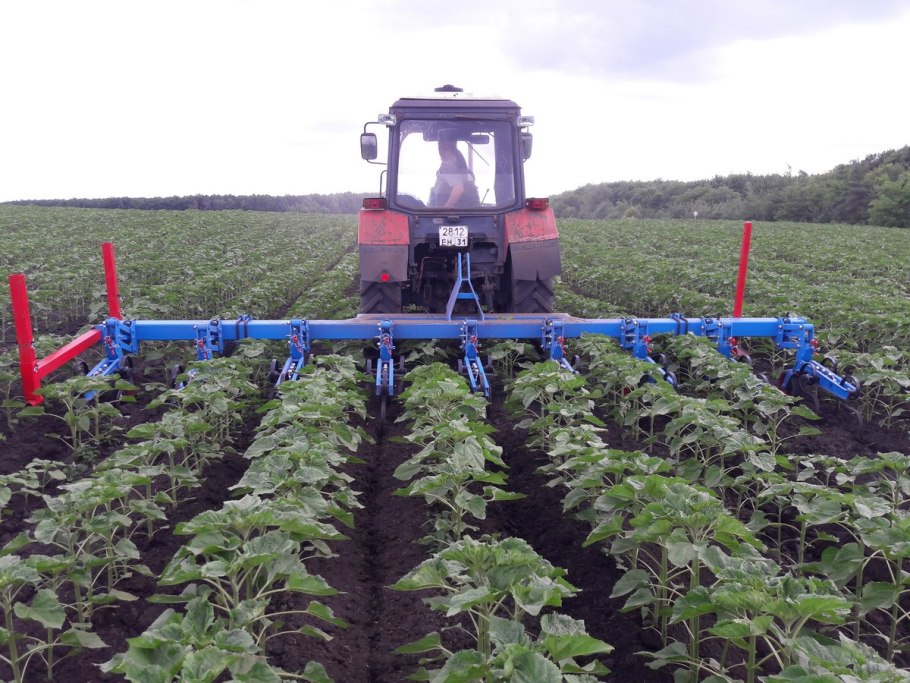 Междурядная культивация кукурузы