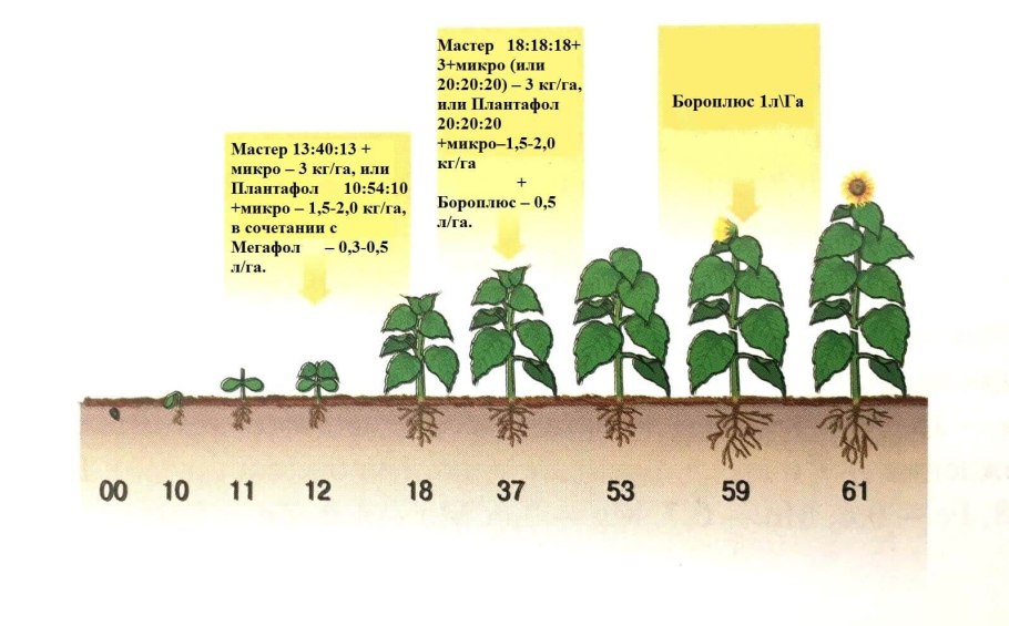 Сроки посева подсолнечника