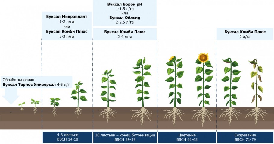 Фазы вегетации подсолнечника