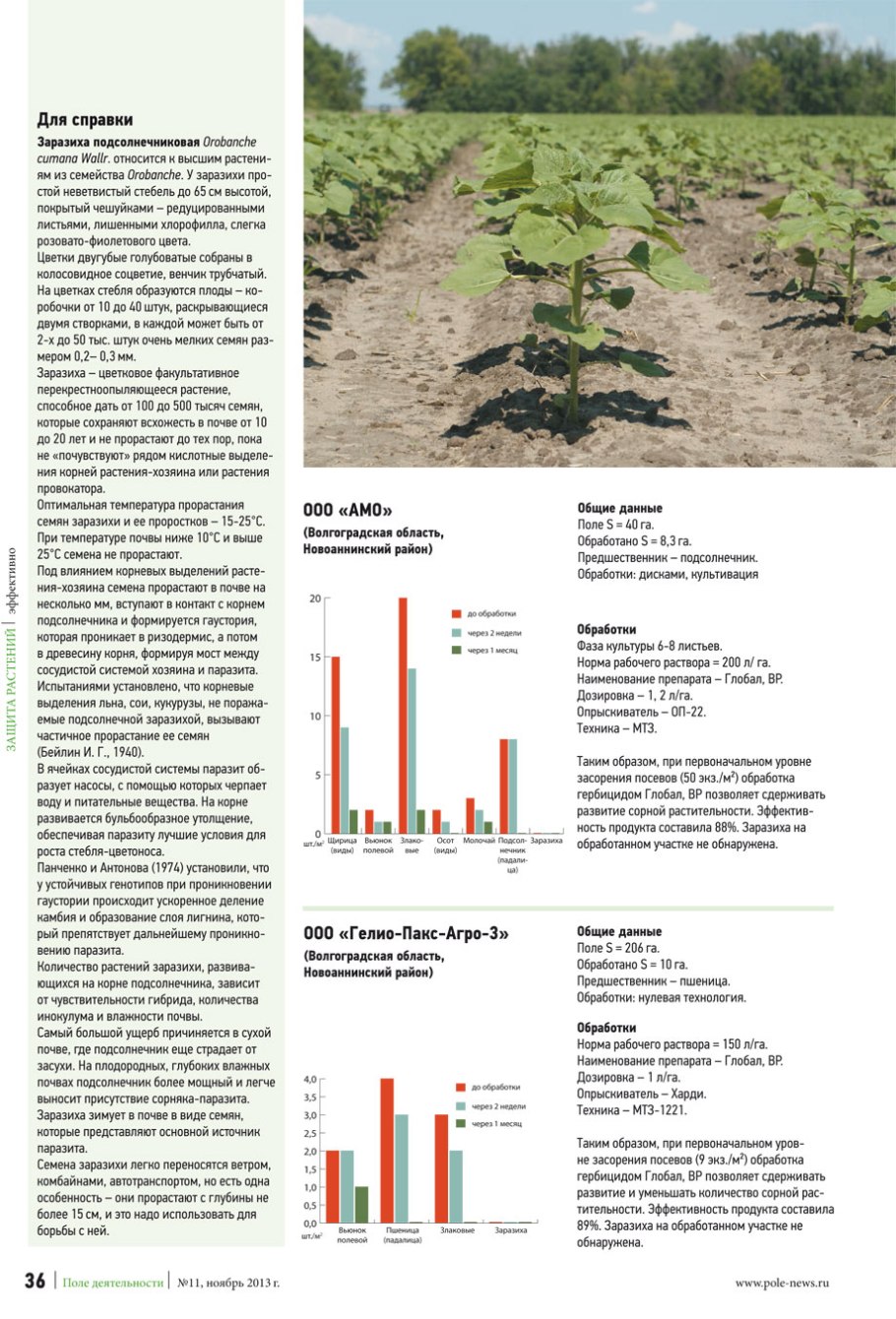 Возделывания гибридов подсолнечника