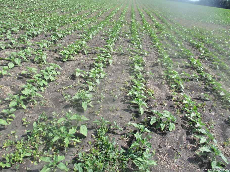 Урожайность сельскохозяйственных культур, ц/га