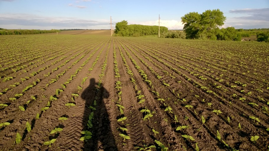 Технология возделывания подсолнуха