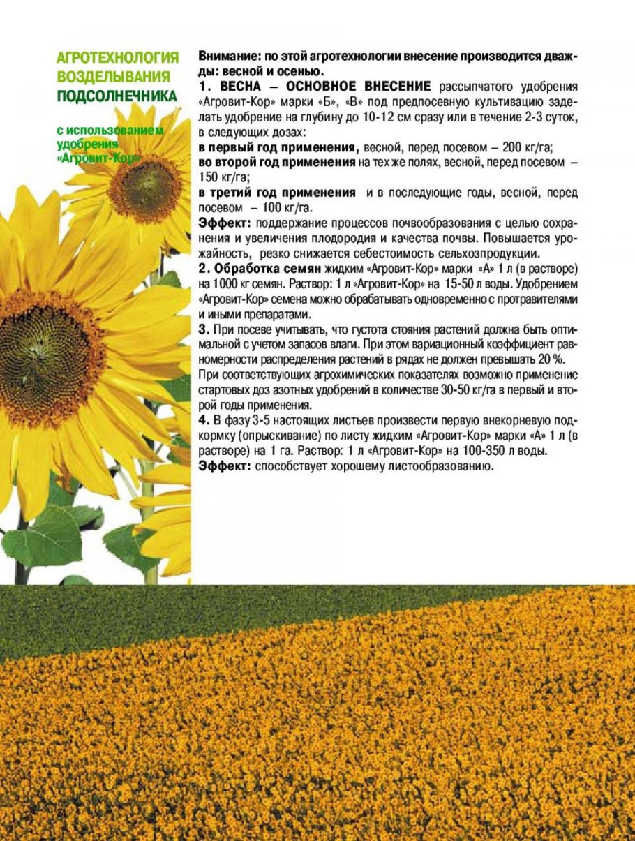 Подсолнечник огурцелистный