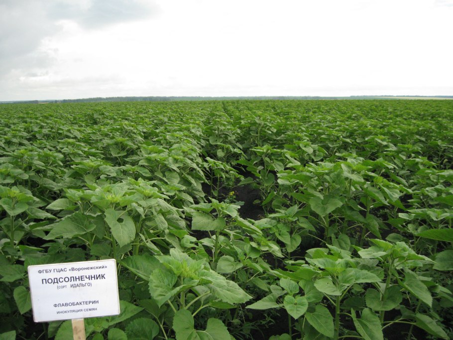 Культиватор Агрокрафт