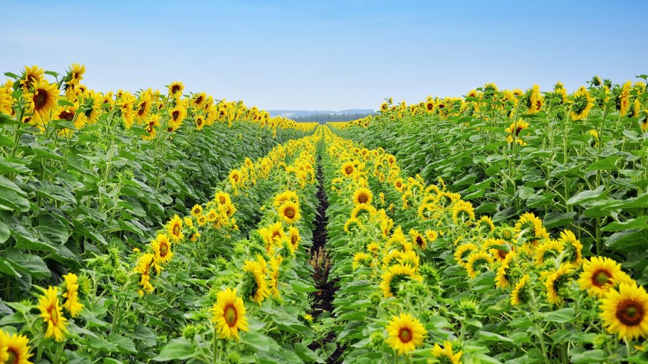 Десикация подсолнечника трактором