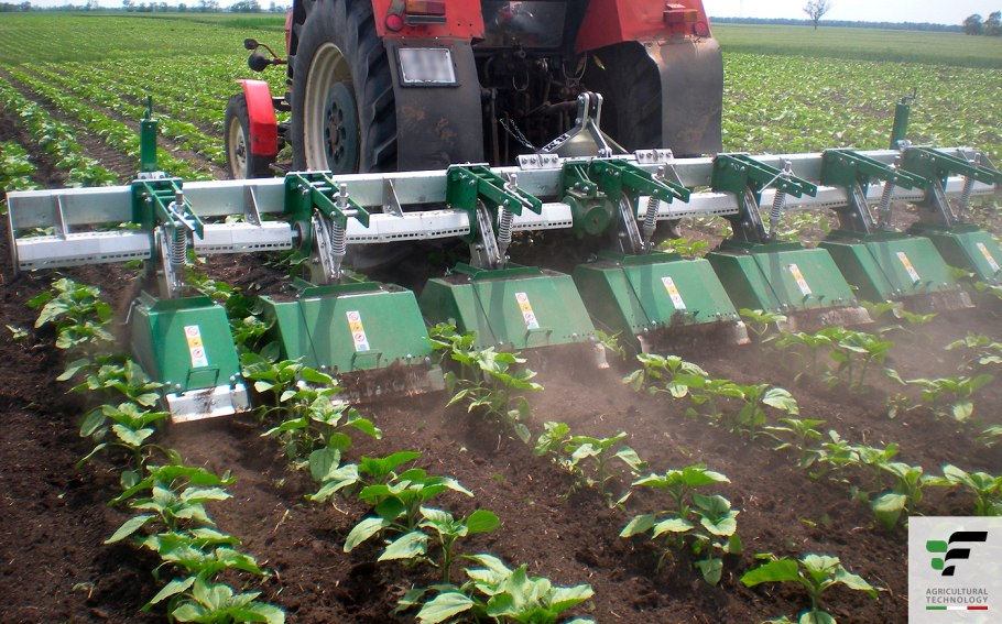 Цикл роста подсолнечника