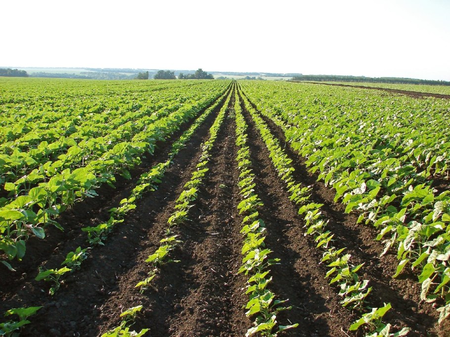 Норма высева сои на 1 га в кг