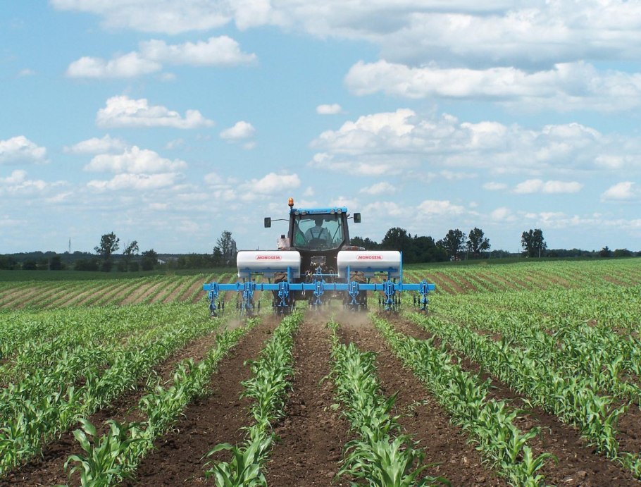 Фазы роста подсолнечника