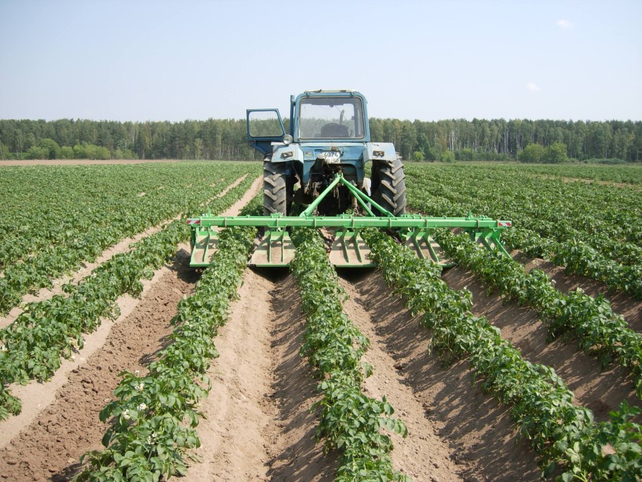 Подсолнечник семена Acton f 236 гибрид