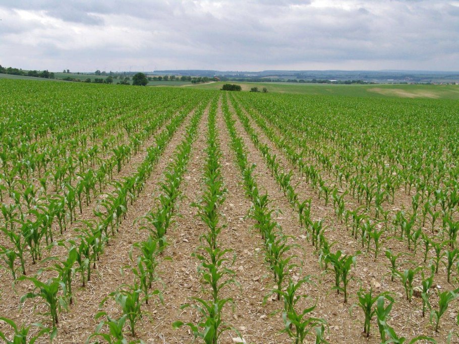 Гибрид подсолнечника "Тальда"