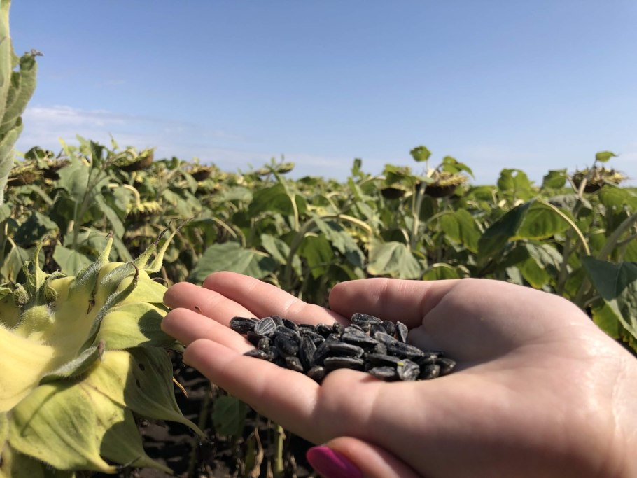 Агротехника возделывания подсолнечника