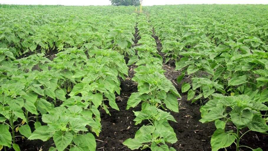 Технология возделывания подсолнечника по Clearfield