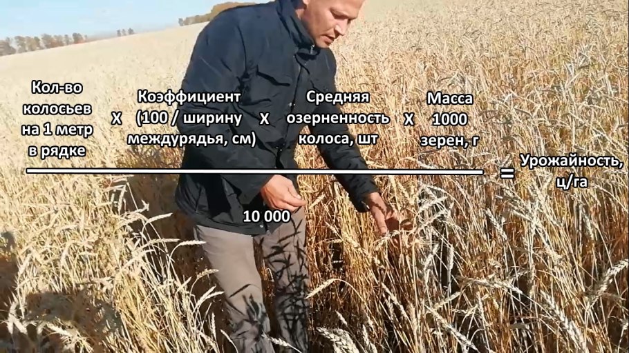 Таблица сидератов для овощных культур