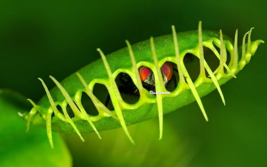 Venus Flytrap