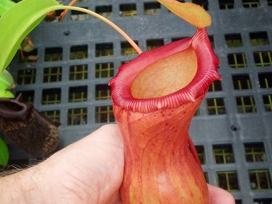 Растения хищник ЛОВУШКА захлопывающийся