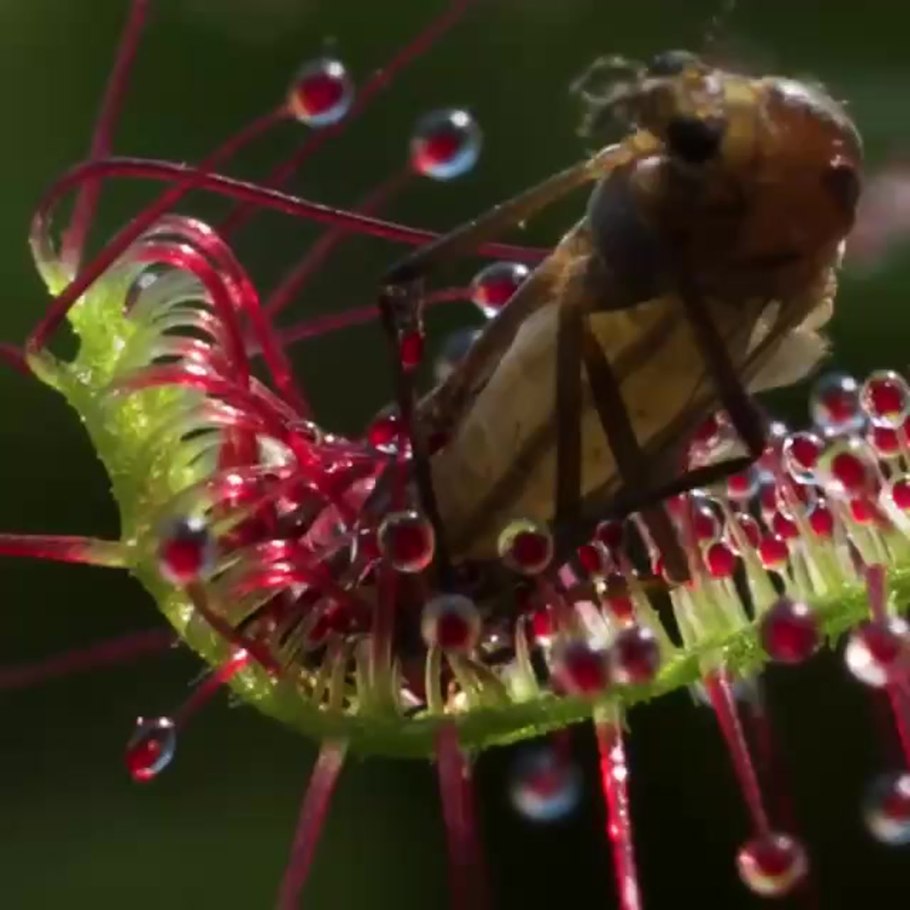 Насекомоядные растения непентес